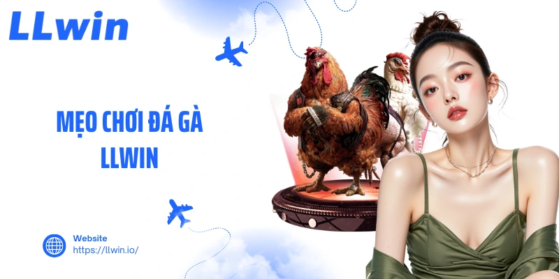 Mẹo Chơi Đá Gà LLWIN Đỉnh Cao Giúp Người Chơi Thắng Lớn